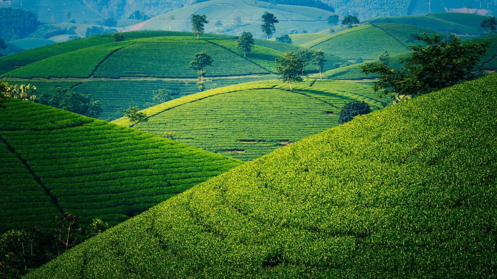 tea, green, hill, mountain, tree, view, vietnam, asean, landscape, nature, farm, travel, vietnamese, pretty, ingredient, longcoc, phutho