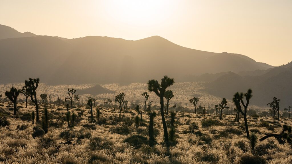 desert, trees, sky, sunset, outdoors, mountains, nature, california, landscape