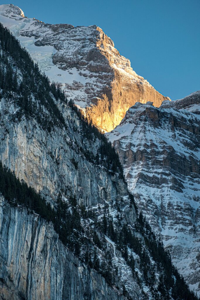 A striking view of a snow-capped mountain peak illuminated by sunlight, surrounded by pine forest.