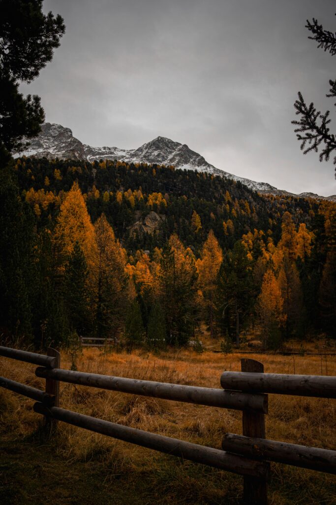 Vibrant autumn forest in Graubünden with snow-capped peaks of the Swiss Alps.